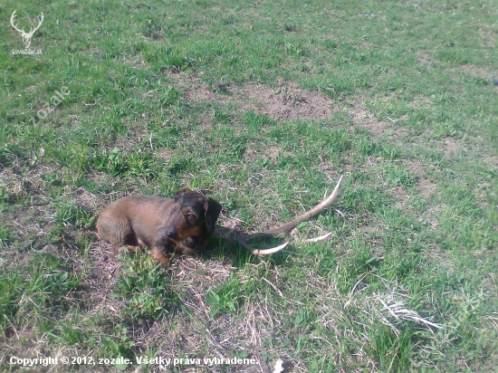 Viluš zo Záblatských lesov - už mi ho nikto nezoberie...