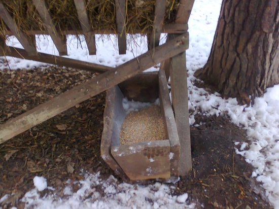 dnešné prikrmovanie