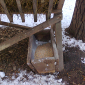 dnešné prikrmovanie