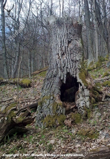 Bútlavina