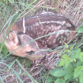 A ty čo tu?Čakám mamu.