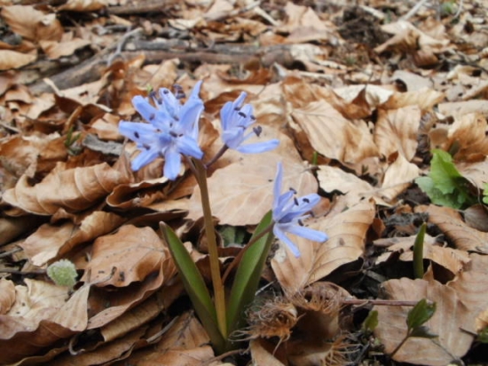 Scila dvojlistá
