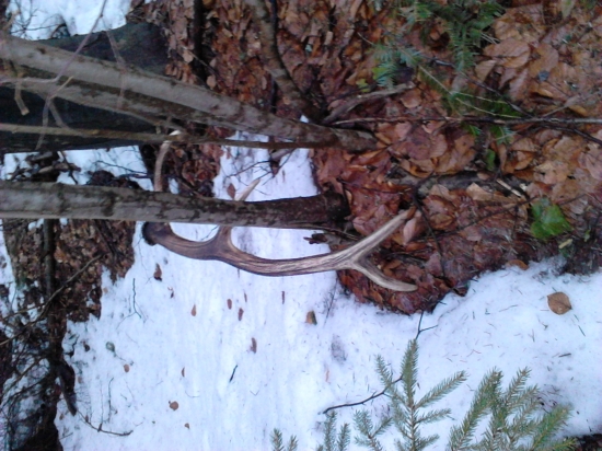 Môj prvý zhod v živote...1.3kg :)))