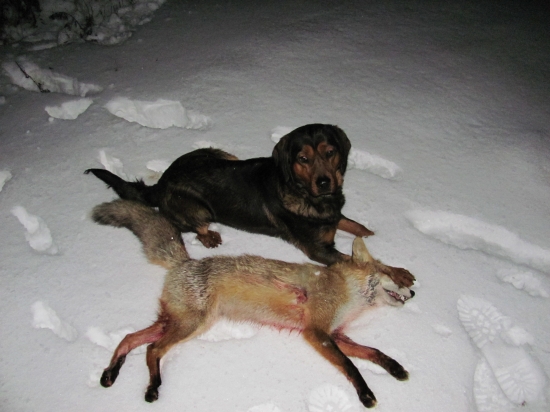 DNESNA POSTRIEZKA S DAXOM