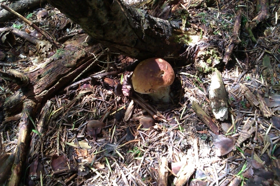 moje prvé dubáčiky..