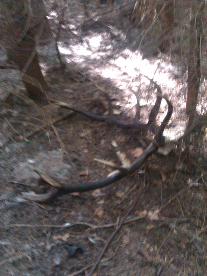 išlo sa pôvodne  na huby..