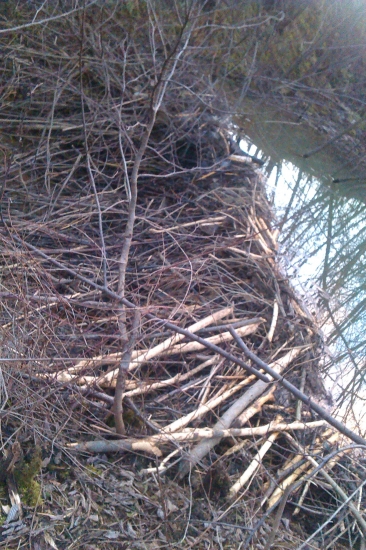 bobri...ale už ozajstní...