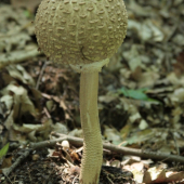 Jedla bedla