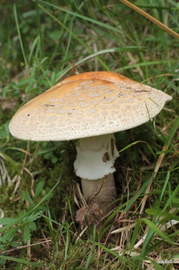 Muchotravka tigrovana