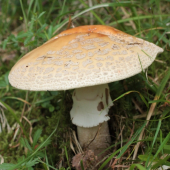 Muchotravka tigrovana