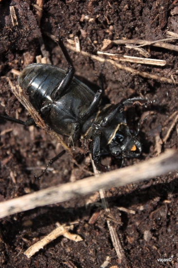 Roháčik Obyčajný 2