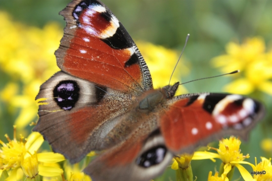 Babôčka Pávooká 2