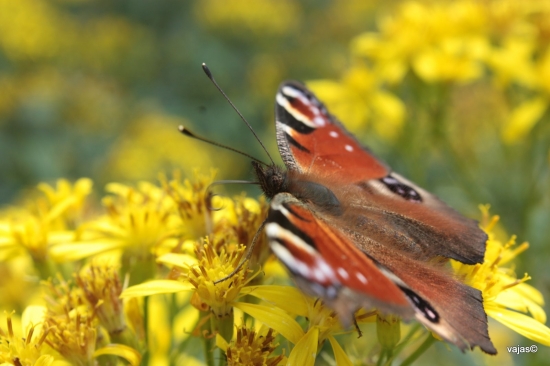 Babôčka Pávooká 3