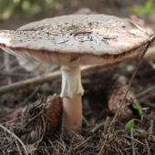 Muchotravka