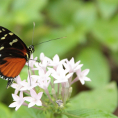 Monarch?
