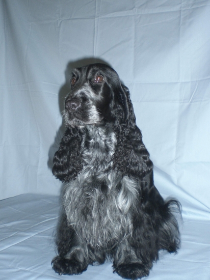 Chovná stanica GENITRIX - anglický kokeršpaniel