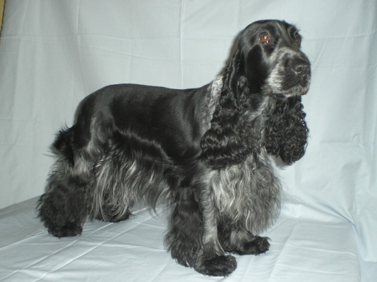 Xandra Silver z Petrovy pálenky - CHS Genitrix