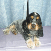 Budúci šampión