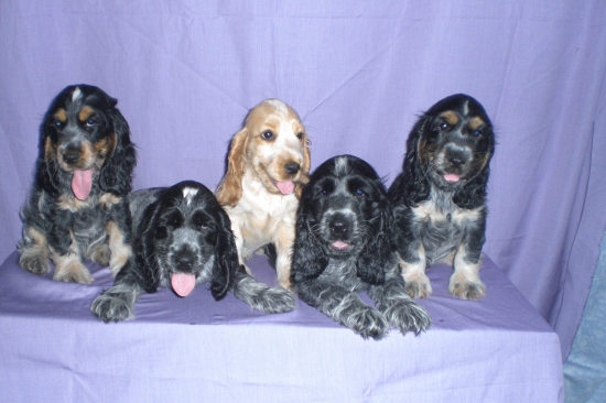 Kompletný vrh A CHS Genitrix vo veku 9 týždňov