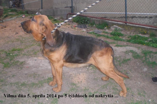 V očakávaní rodiny