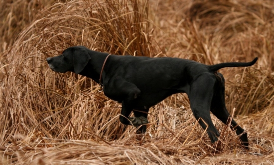 Niečo tam asi bude ...