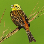 Strnádka obyčajná