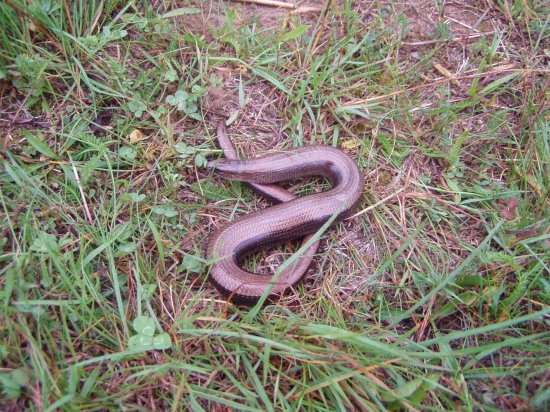 Skora ranna prechadzka este za hmly