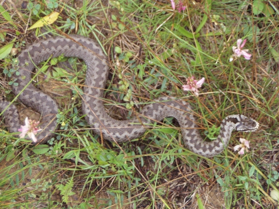 Skora ranna prechadzka este za hmly 2