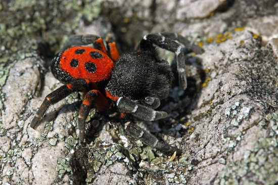 Stepník náš jedovatý pavúk