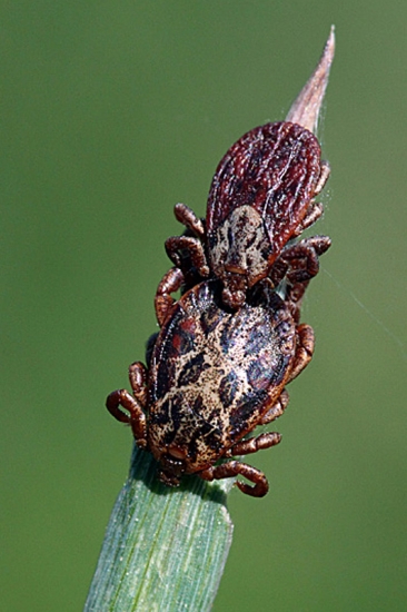 Maskáčový kliešť