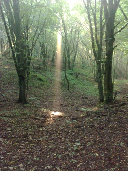 Idem v lese a čo nevidím