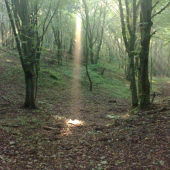 Idem v lese a čo nevidím