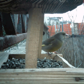 Stehlík zelený,či?