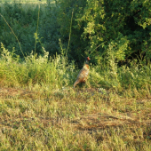 Pheasant