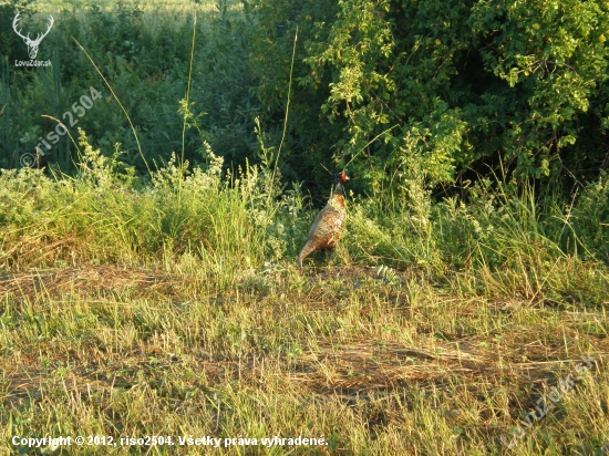 Pheasant