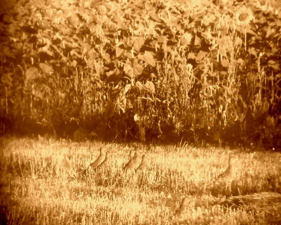 mladé bažantíky z leta- Fotené mobilom