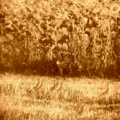 mladé bažantíky z leta- Fotené mobilom