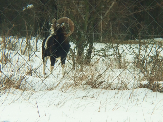 muflón z obory