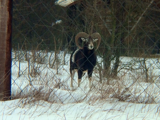 Ešte jedno foto muflóna