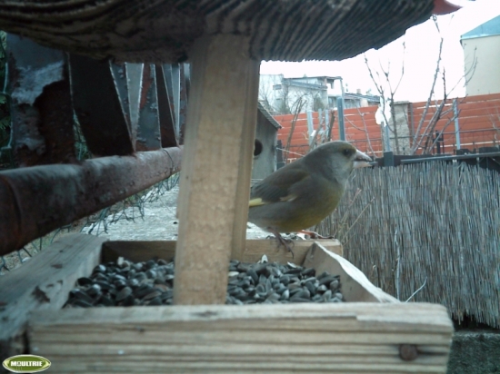 stehlík na krmítku v záhrade