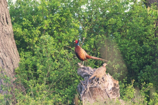 Keď bažant kraluje