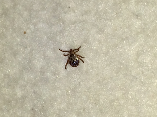 Náš nepriateľ- kliešť