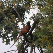 Bažant ako kurka na bydle