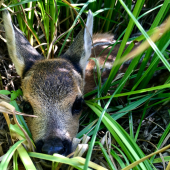 Srnča zachránené pri kosbe