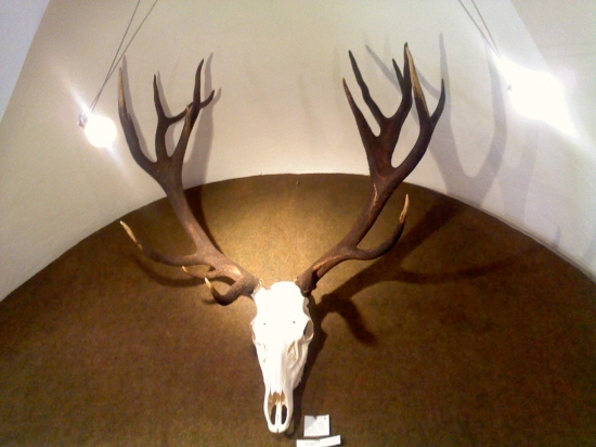 Výstava Bardejov ..... cca 201 bodov.