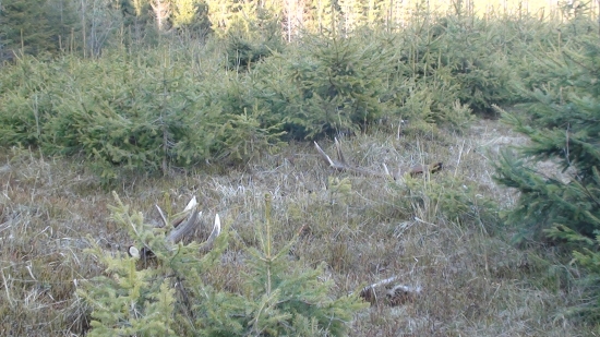 dnešná vychádzka so sekerom