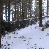 zhodik