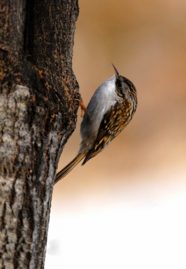 Kôrovník dlhoprstý