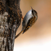 Kôrovník dlhoprstý