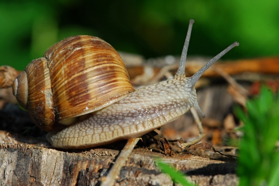 Slimák záhradný